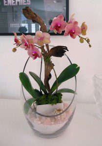 Bermuda, pink phalaenopsis orchid, white sand, rose quartz, sea urchin, lichen moss, mushroom bark planter.