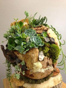 Organic succulent sphere, geodes, mushroom, mood moss, pods.