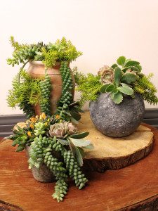 Individual succulent planter for the sustainable lover.